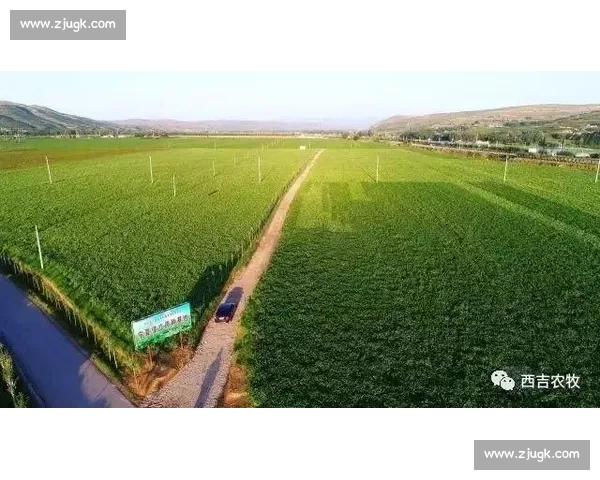 竹节草的生态特性与应用研究：探索其在环境保护与农业中的潜力