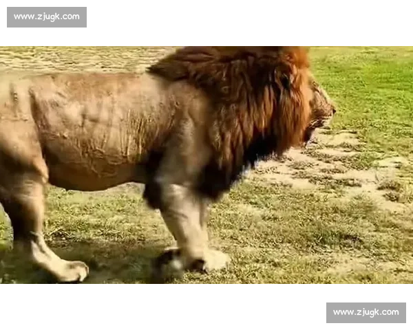 塞内加尔雄狮，能否在2026世界杯咆哮全场